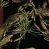 PINUS SYLVESTRIS - 4.B3253