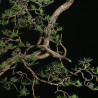 PINUS SYLVESTRIS - 4.B3253