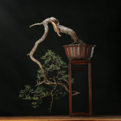 PINUS SYLVESTRIS - 4.B3253