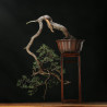 PINUS SYLVESTRIS - 4.B3253