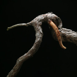 PINUS SYLVESTRIS - 4.B3253