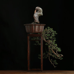 PINUS SYLVESTRIS - 4.B3253
