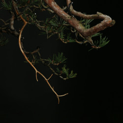 PINUS SYLVESTRIS - 4.B3253