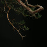PINUS SYLVESTRIS - 4.B3253