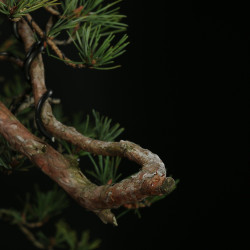 PINUS SYLVESTRIS - 4.B3253