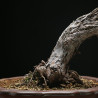 PINUS SYLVESTRIS - 4.B3253