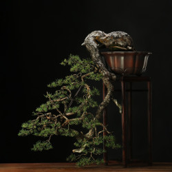 PINUS SYLVESTRIS - 4.B3254