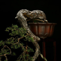 PINUS SYLVESTRIS - 4.B3254