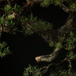 PINUS SYLVESTRIS - 4.B3254