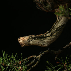 PINUS SYLVESTRIS - 4.B3254