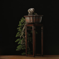 PINUS SYLVESTRIS - 4.B3254