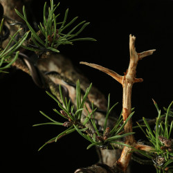 PINUS SYLVESTRIS - 4.B3254