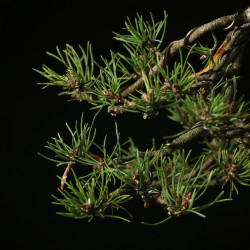 PINUS SYLVESTRIS - 4.B3254