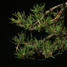 PINUS SYLVESTRIS - 4.B3254