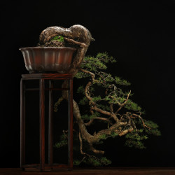PINUS SYLVESTRIS - 4.B3254