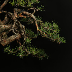 PINUS SYLVESTRIS - 4.B3254