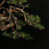 PINUS SYLVESTRIS - 4.B3254