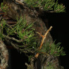 PINUS SYLVESTRIS - 4.B3254