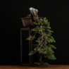 PINUS SYLVESTRIS - 4.B3254