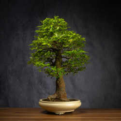 Celtis sinensis - B3512