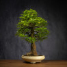 Celtis sinensis - B3512