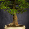 Celtis sinensis - B3512