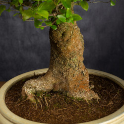 Celtis sinensis - B3512