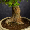Celtis sinensis - B3512