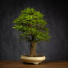 Celtis sinensis - B3512