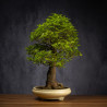 Celtis sinensis - B3512