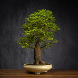 Celtis sinensis - B3512