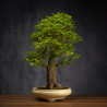 Celtis sinensis - B3512