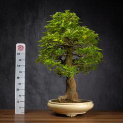 Celtis sinensis - B3512
