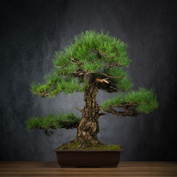 Pinus thunbergii - B3514