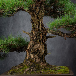 Pinus thunbergii - B3514