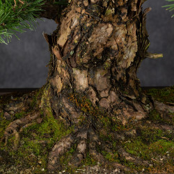 Pinus thunbergii - B3514