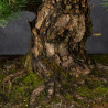 Pinus thunbergii - B3514