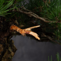 Pinus thunbergii - B3514