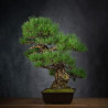 Pinus thunbergii - B3514