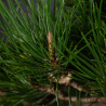 Pinus thunbergii - B3514