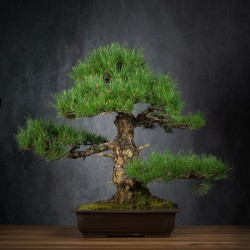 Pinus thunbergii - B3514