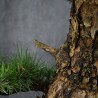 Pinus thunbergii - B3514