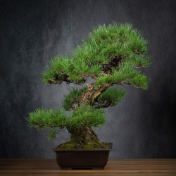 Pinus thunbergii - B3514