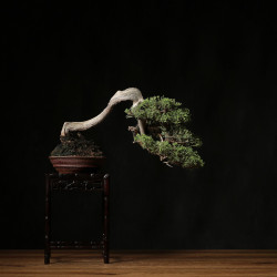Juniperus itoigawa - B4290