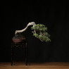 Juniperus itoigawa - B4290