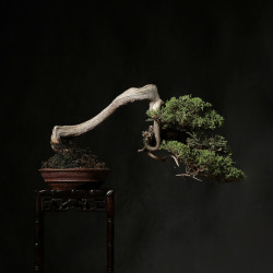 Juniperus itoigawa - B4290