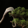 Juniperus itoigawa - B4290