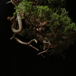 Juniperus itoigawa - B4290