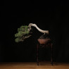 Juniperus itoigawa - B4290