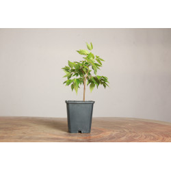 Zelkova Serrata
